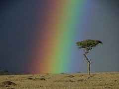 rainbow_storm_tree_large.jpg